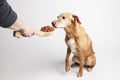 Feeding dog with dry food from big wooden spoon. Royalty Free Stock Photo